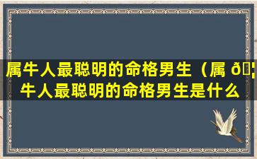 属牛人最聪明的命格男生（属 🦉 牛人最聪明的命格男生是什么 💮 ）